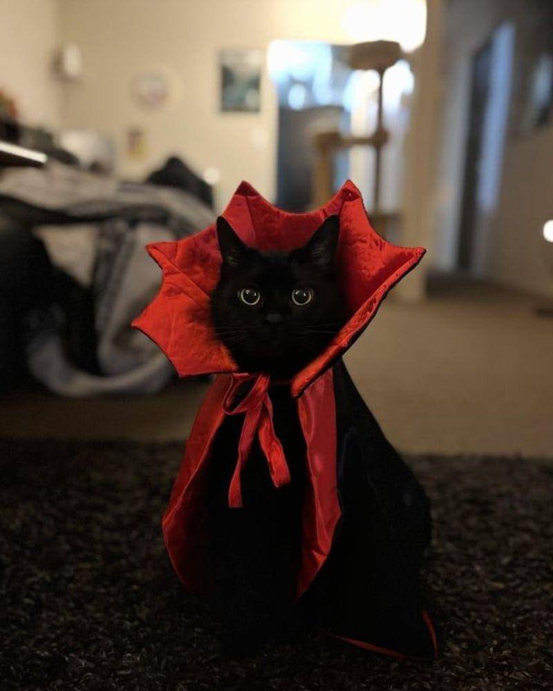 reddit.com/user/softdiveofoblivion